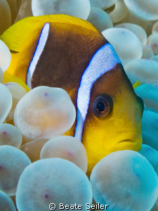 Clownfish , taken with Canon G10 and UCL165 by Beate Seiler 